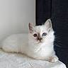 Tsuki participe au concours pour gagner de l'argent avec cette photo : kitten, cat, blue_eyes, white_fur, fluffy, pet, animal, indoor, resting, soft_texture, curious, young_cat, closeup, portrait, feline, whiskers, cute, domestic_animal, calm, still_life