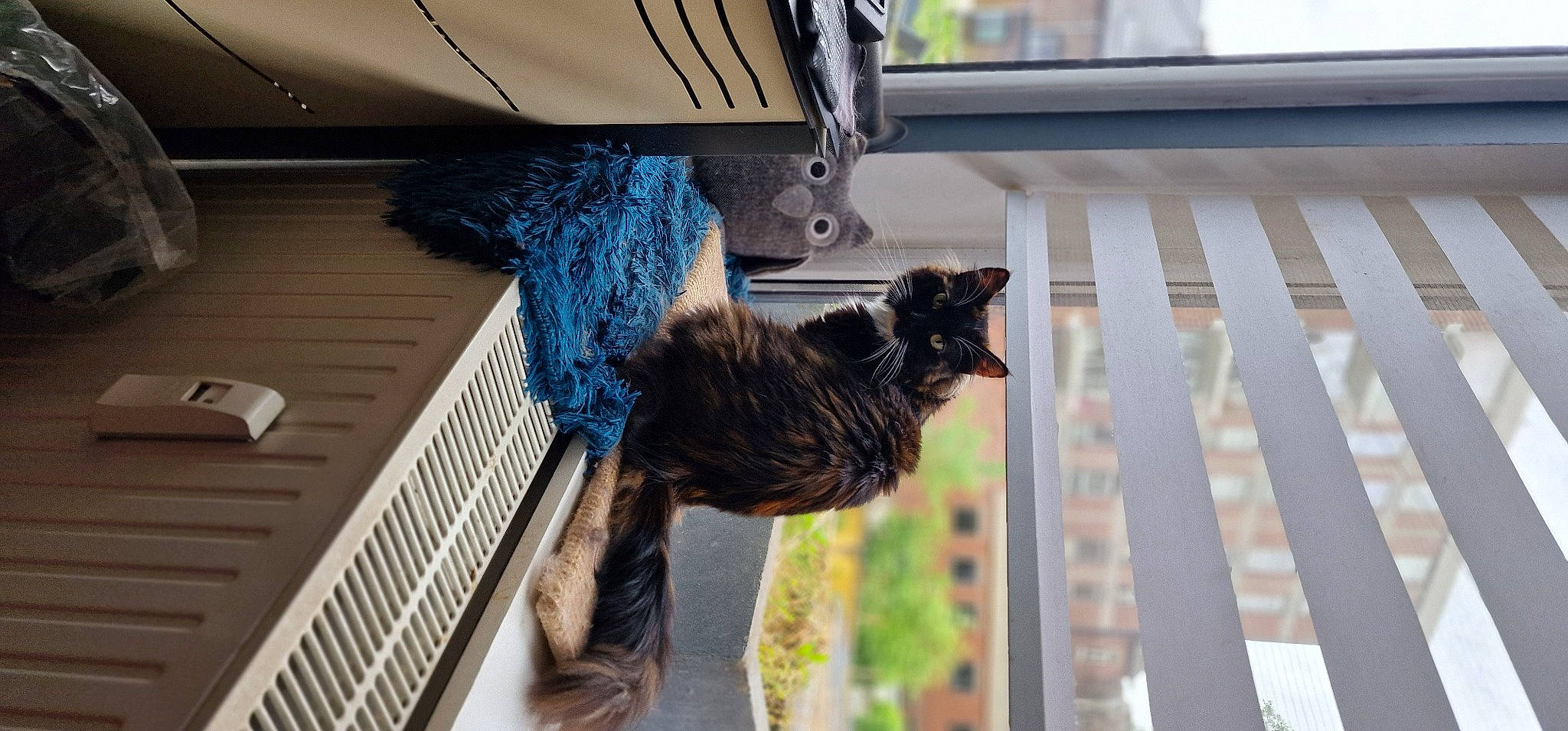 Talia a rejoint le concours — aidez-le/la à gagner de superbes lots ! automotive_exterior, automotive_tire, bumper, dog_breed, electric_blue, felidae, fur, grass, guard_dog, metal, plant, small_to_medium_sized_cats, tail, tree, vehicle_door, whiskers, wood