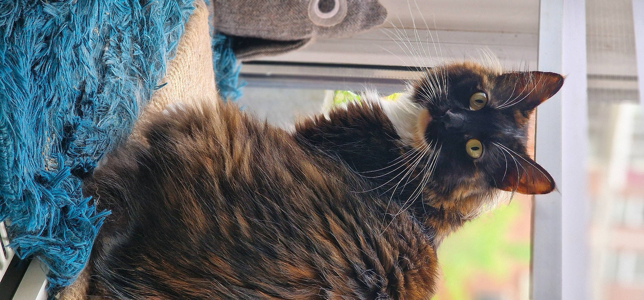 Talia a rejoint le concours — aidez-le/la à gagner de superbes lots ! black_cat, carnivore, cat, claw, domestic_short_haired_cat, ear, felidae, fur, paw, small_to_medium_sized_cats, tail, terrestrial_animal, whiskers, wildlife, window