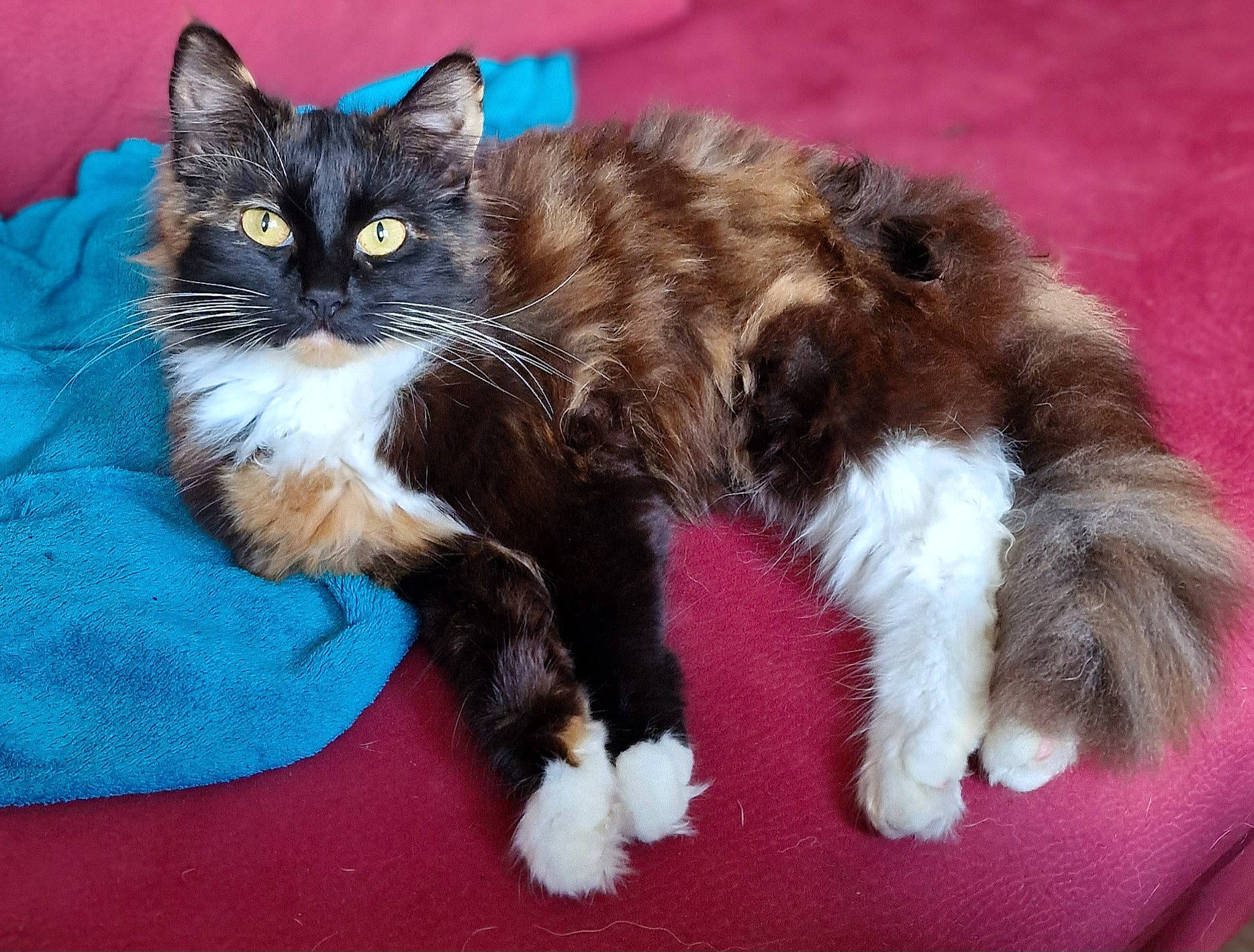 Talia participe au concours pour gagner de l'argent avec cette photo : carnivore, cat, claw, comfort, domestic_short_haired_cat, felidae, foot, fur, paw, small_to_medium_sized_cats, snout, tail, whiskers