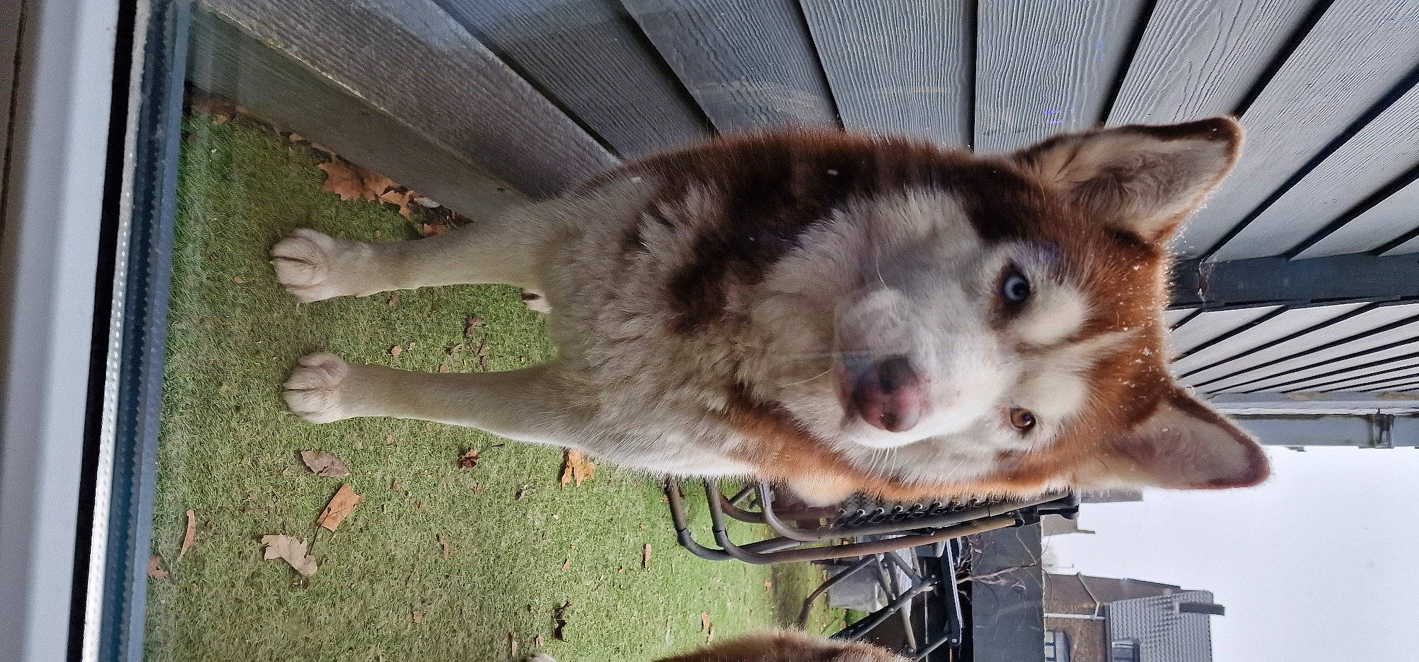 Nala a rejoint le concours — aidez-le/la à gagner de superbes lots ! ancient_dog_breeds, canidae, canis, carnivore, companion_dog, dog, dog_breed, domestic_short_haired_cat, felidae, fur, paw, sled_dog, small_to_medium_sized_cats, terrestrial_animal, whiskers, wildlife, wolf, working_animal, working_dog