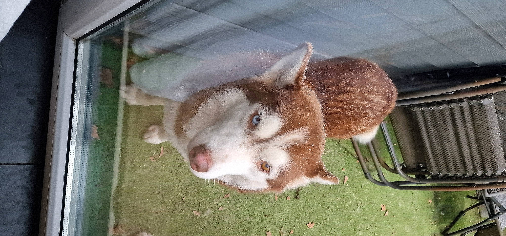 Nala participe au concours pour gagner de l'argent avec cette photo : animal_shelter, canidae, carnivore, companion_dog, dog_breed, domestic_short_haired_cat, fawn, fur, grass, jaw, mammal, rabbit, rabbits_and_hares, snout, sporting_group, tail, terrestrial_animal, whiskers, working_animal