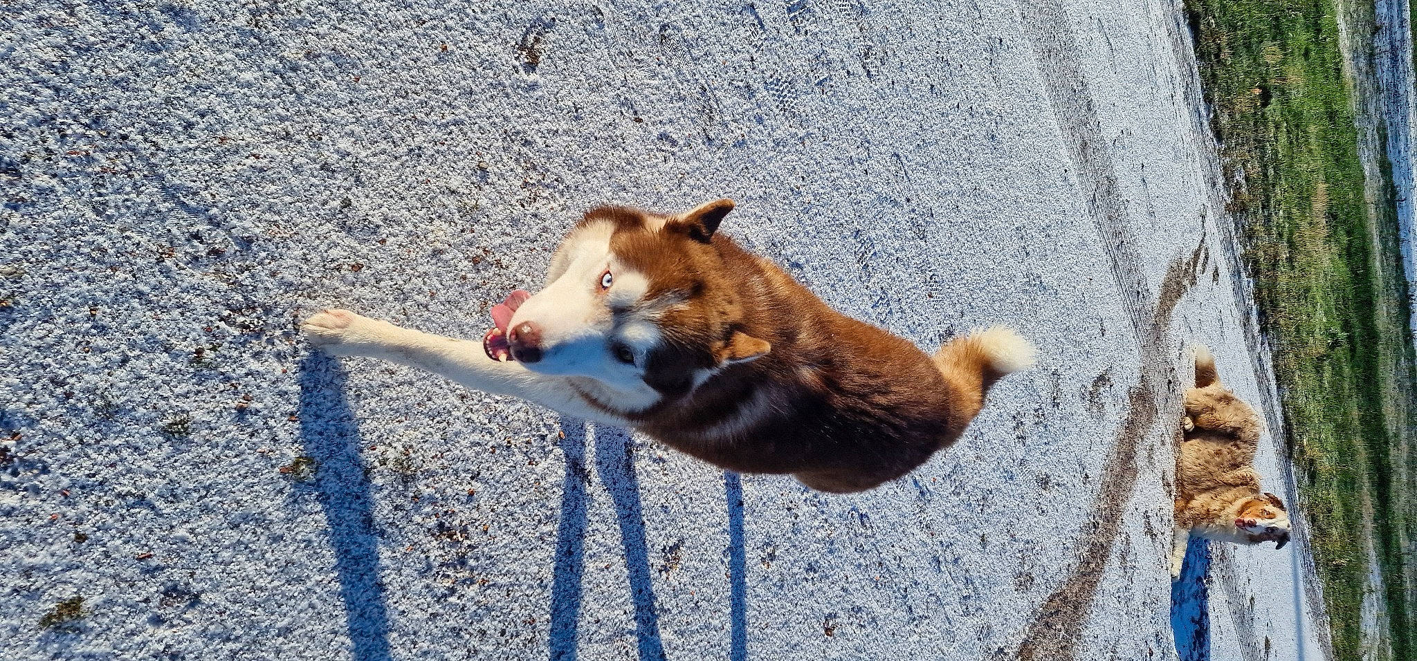 Nala participe au concours pour gagner de l'argent avec cette photo : ancient_dog_breeds, canidae, carnivore, collar, companion_dog, dog, dog_breed, dog_supply, fawn, herding_dog, non_sporting_group, pet_supply, shadow, snout, sporting_group, street_dog, tail, terrestrial_animal, working_dog