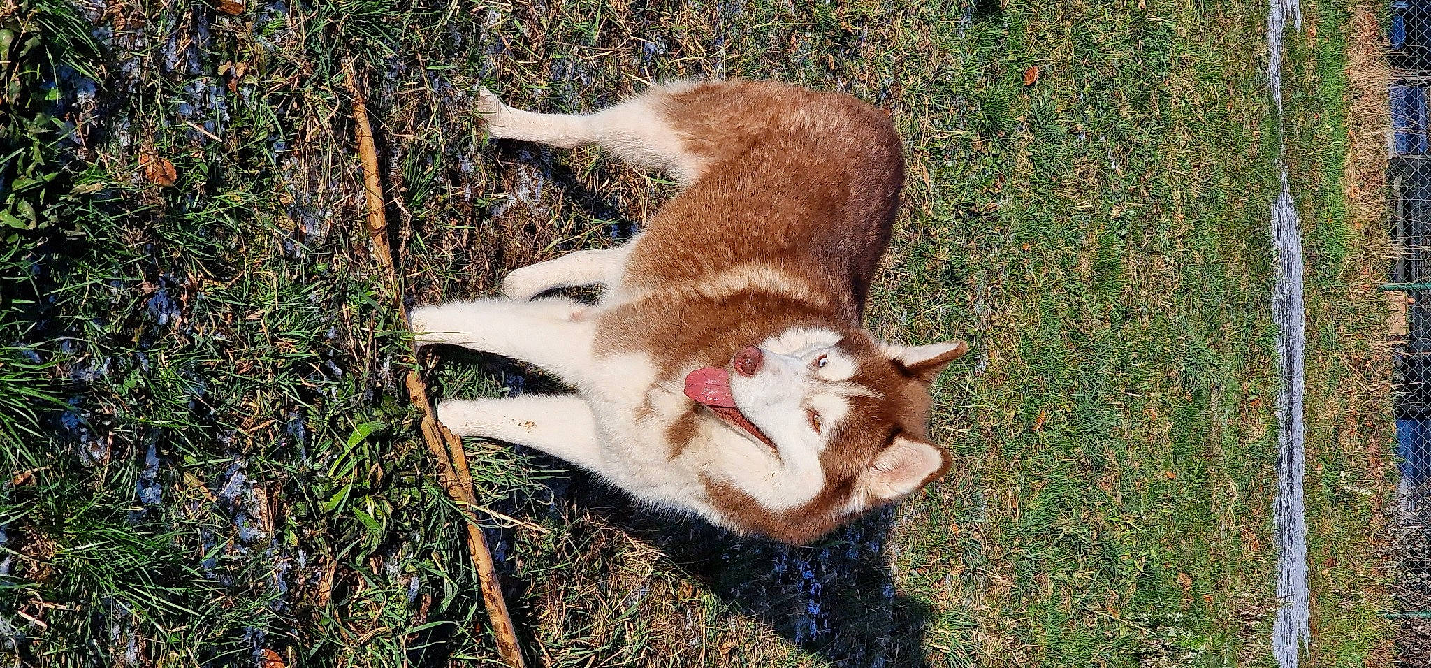 Nala a rejoint le concours — aidez-le/la à gagner de superbes lots ! canidae, canis, carnivore, dog, dog_breed, fang, fawn, felidae, fur, grass, herbaceous_plant, non_sporting_group, plant, snout, soil, sporting_group, tail, terrestrial_animal, working_animal