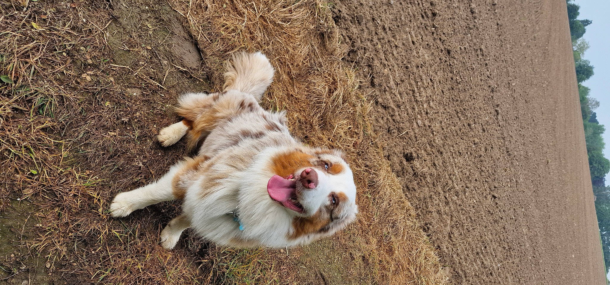 Falco participe au concours pour gagner de l'argent avec cette photo : canidae, carnivore, cat, cavalier_king_charles_spaniel, claw, companion_dog, dog_breed, domestic_short_haired_cat, felidae, fur, grass, paw, sand, small_to_medium_sized_cats, soil, sporting_group, tail, terrestrial_animal, whiskers, yawn