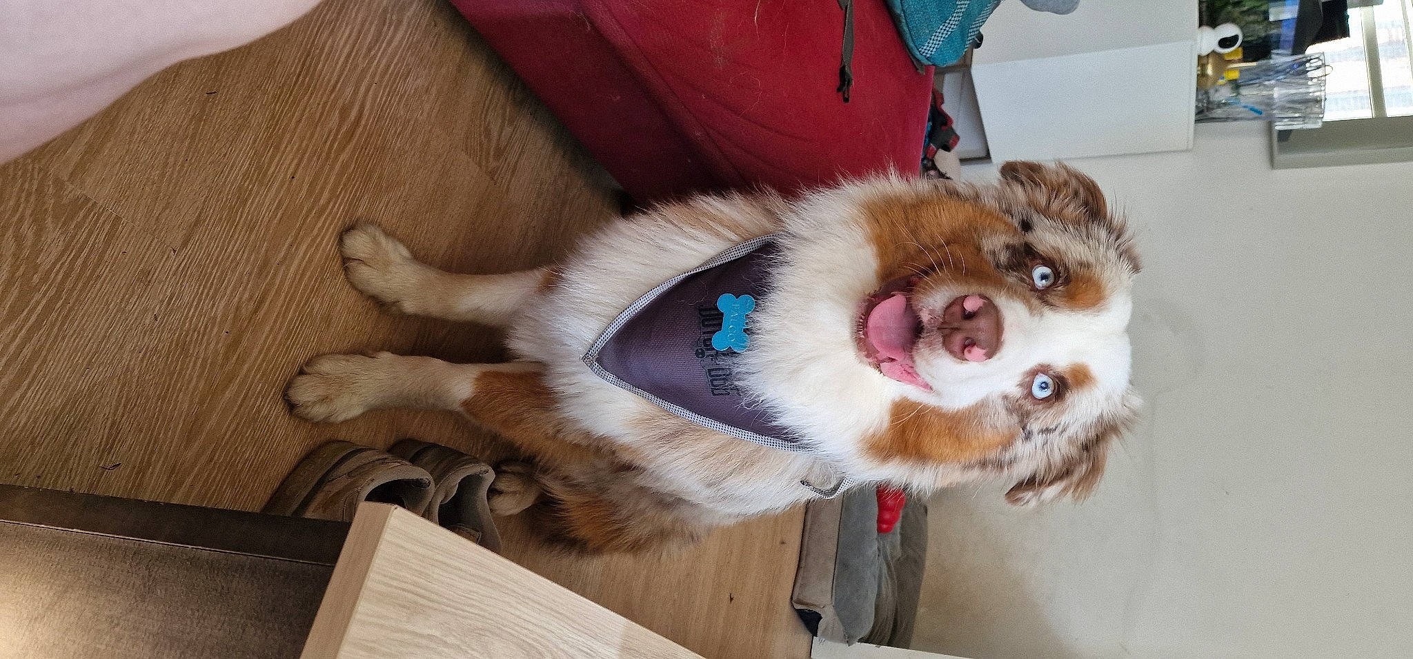 Falco a rejoint le concours — aidez-le/la à gagner de superbes lots ! canidae, carnivore, collar, companion_dog, dog, dog_breed, dog_collar, dog_supply, flooring, fur, hardwood, leash, paw, pet_supply, puppy, sporting_group, whiskers, wood, wood_stain, working_animal