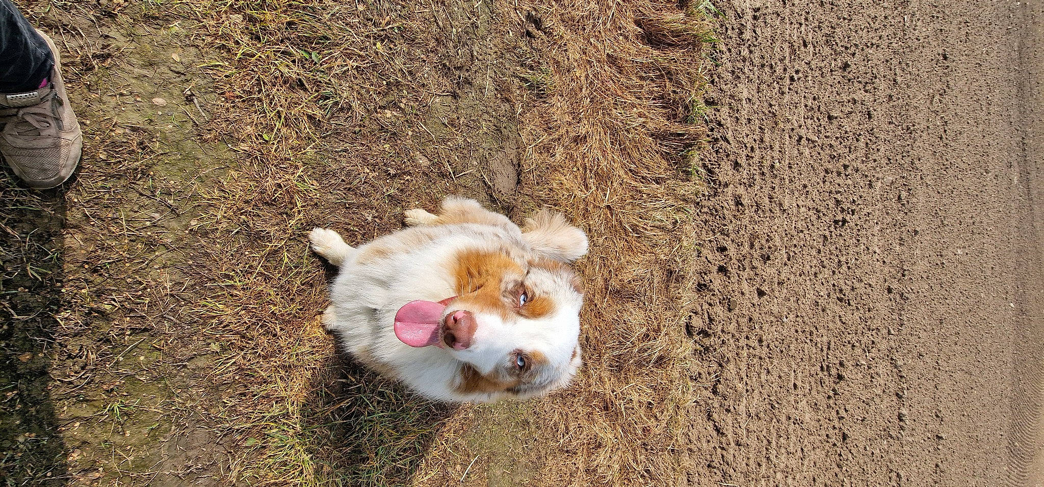 Falco participe au concours pour gagner de l'argent avec cette photo : canidae, companion_dog, dog_breed, eye, fawn, felidae, fur, grass, guinea_pig, landscape, livestock, paw, rodent, small_to_medium_sized_cats, snout, soil, sporting_group, tail, terrestrial_animal, whiskers