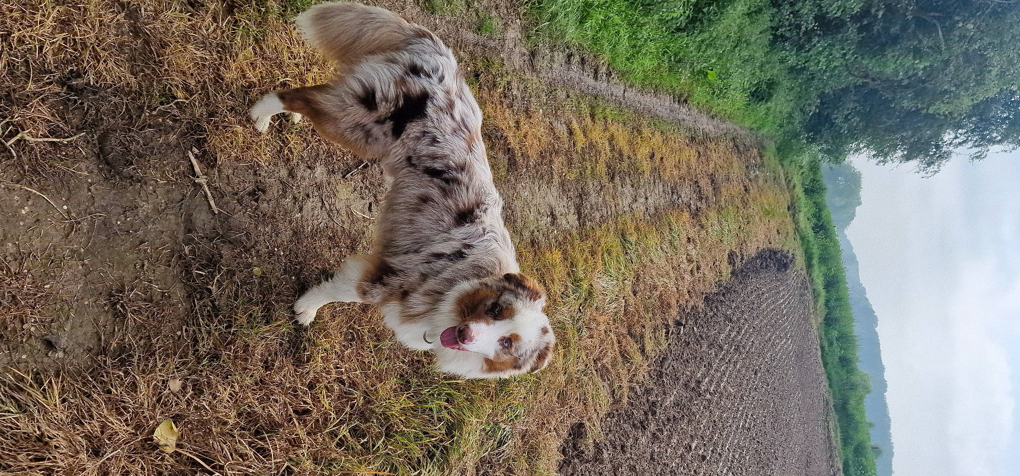 Falco a rejoint le concours — aidez-le/la à gagner de superbes lots ! canidae, carnivore, companion_dog, dog, dog_breed, fawn, felidae, fur, grass, herding_dog, plant, small_to_medium_sized_cats, snout, soil, sporting_group, tail, terrestrial_animal, water, whiskers, wildlife