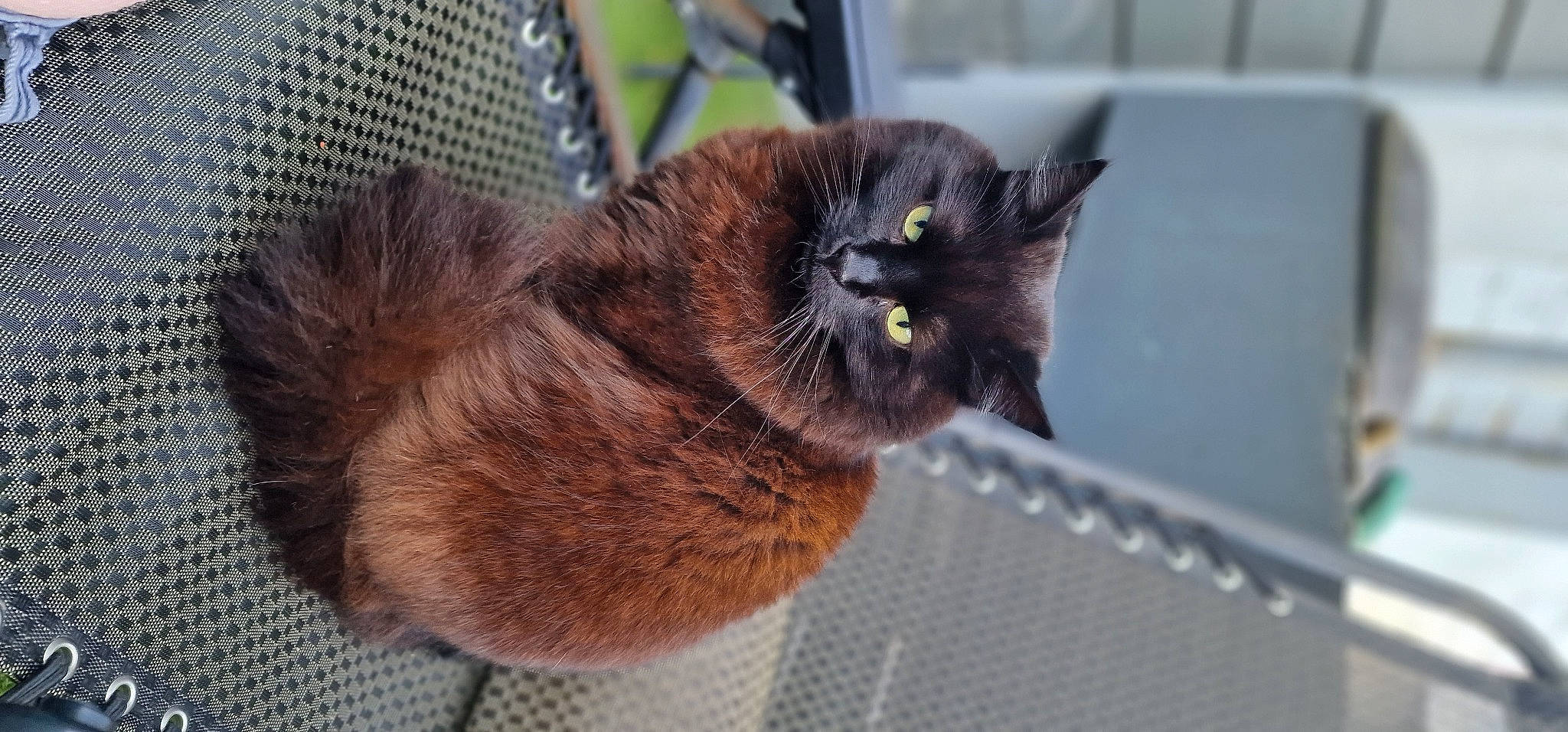 Thäo participe au concours pour gagner de l'argent avec cette photo : black_cat, bombay, carnivore, cat, claw, domestic_short_haired_cat, felidae, fur, liver, mesh, paw, small_to_medium_sized_cats, snout, tail, terrestrial_animal, whiskers