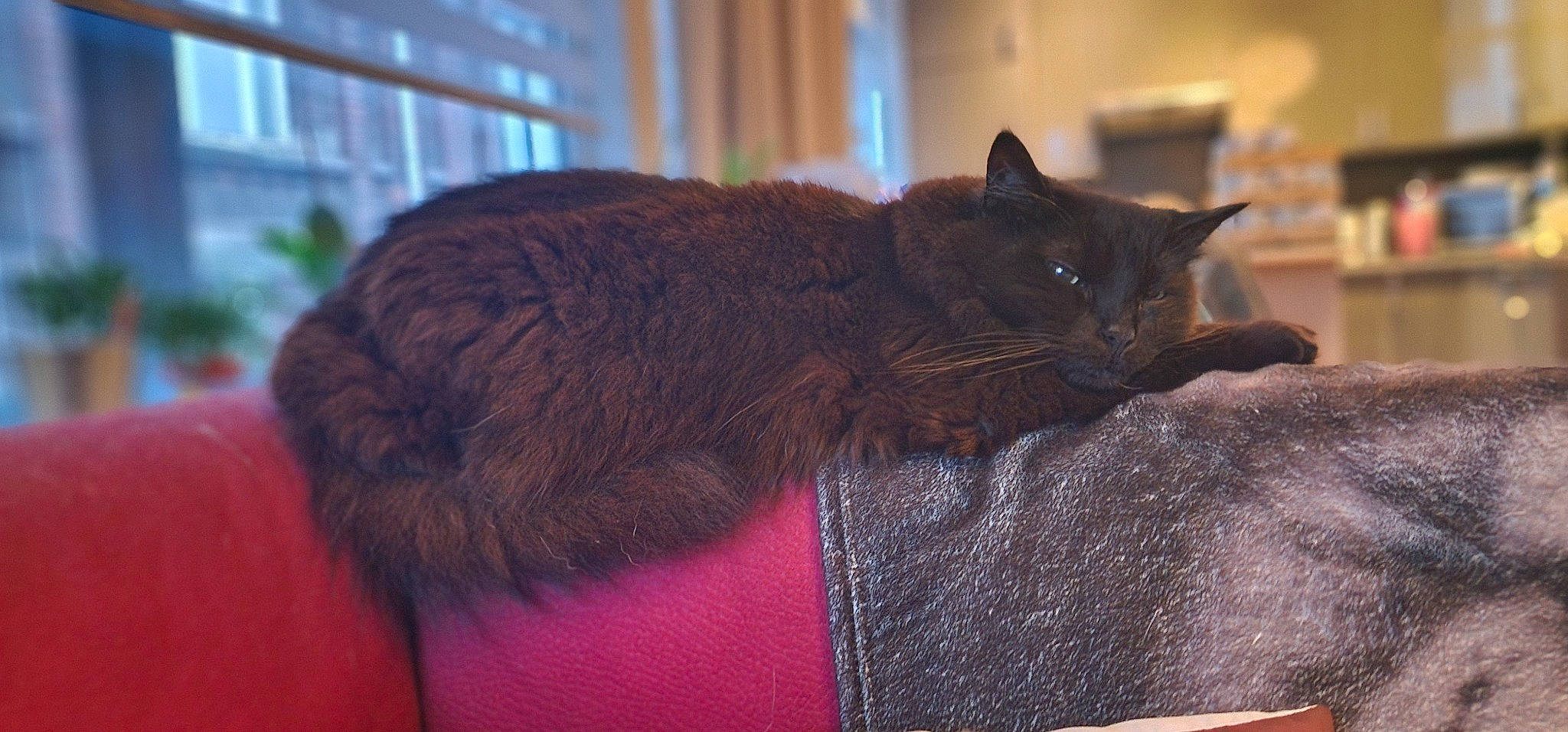 Thäo participe au concours pour gagner de l'argent avec cette photo : black_cat, bombay, carnivore, cat, cat_supply, claw, comfort, domestic_short_haired_cat, felidae, fur, nap, small_to_medium_sized_cats, snout, tail, terrestrial_animal, whiskers