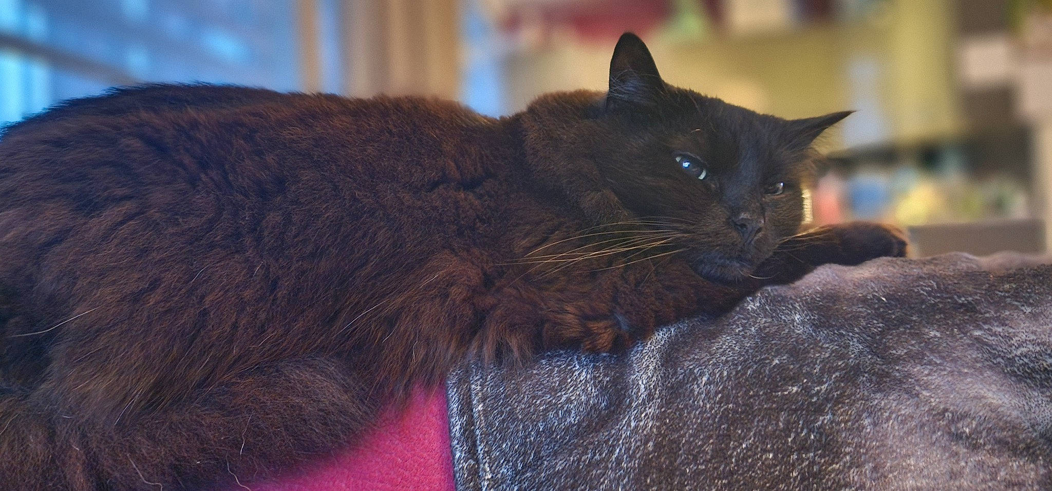 Thäo participe au concours pour gagner de l'argent avec cette photo : black_cat, bombay, carnivore, cat, claw, comfort, domestic_short_haired_cat, electric_blue, eye, felidae, fur, iris, small_to_medium_sized_cats, snout, tail, terrestrial_animal, tree, whiskers