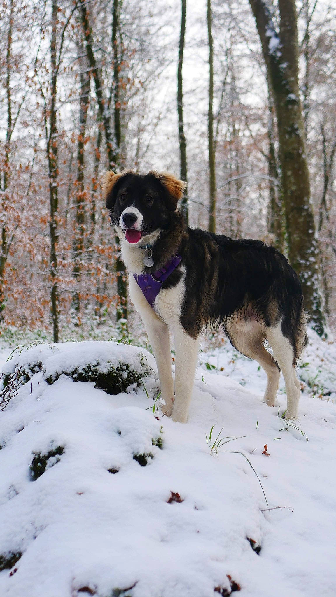 Goose a rejoint le concours — aidez-le/la à gagner de superbes lots ! canidae, carnivore, collar, companion_dog, dog, dog_breed, freezing, fur, guard_dog, herding_dog, hunting_dog, plant, recreation, sky, snow, sporting_group, tail, tree, winter, working_dog