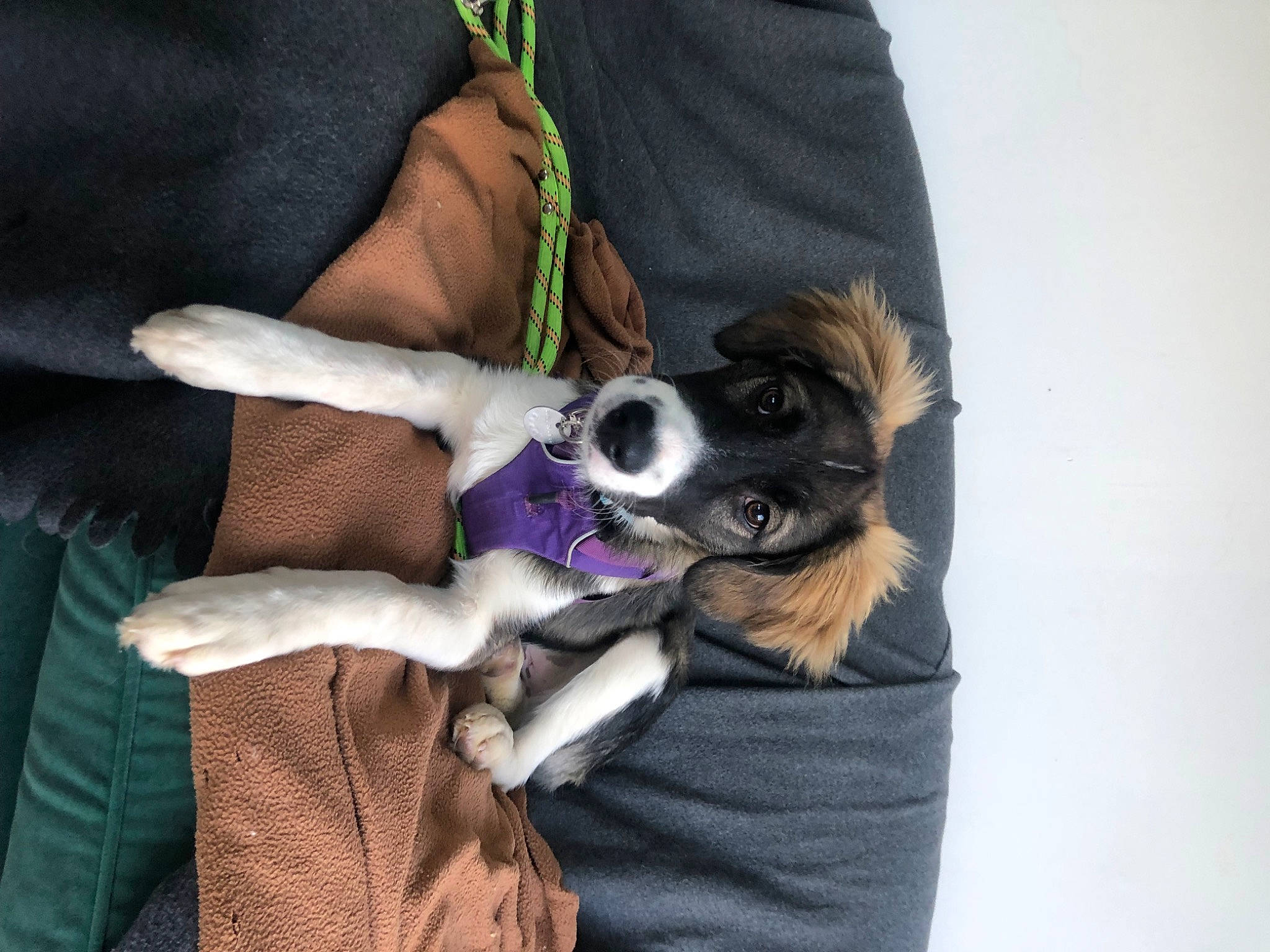 Goose a rejoint le concours — aidez-le/la à gagner de superbes lots ! canidae, carnivore, collar, companion_dog, dog, dog_breed, fashion_accessory, fawn, formal_wear, fur, gesture, nail, non_sporting_group, puppy, sleeve, snout, sporting_group, toy_dog, working_animal, wrist