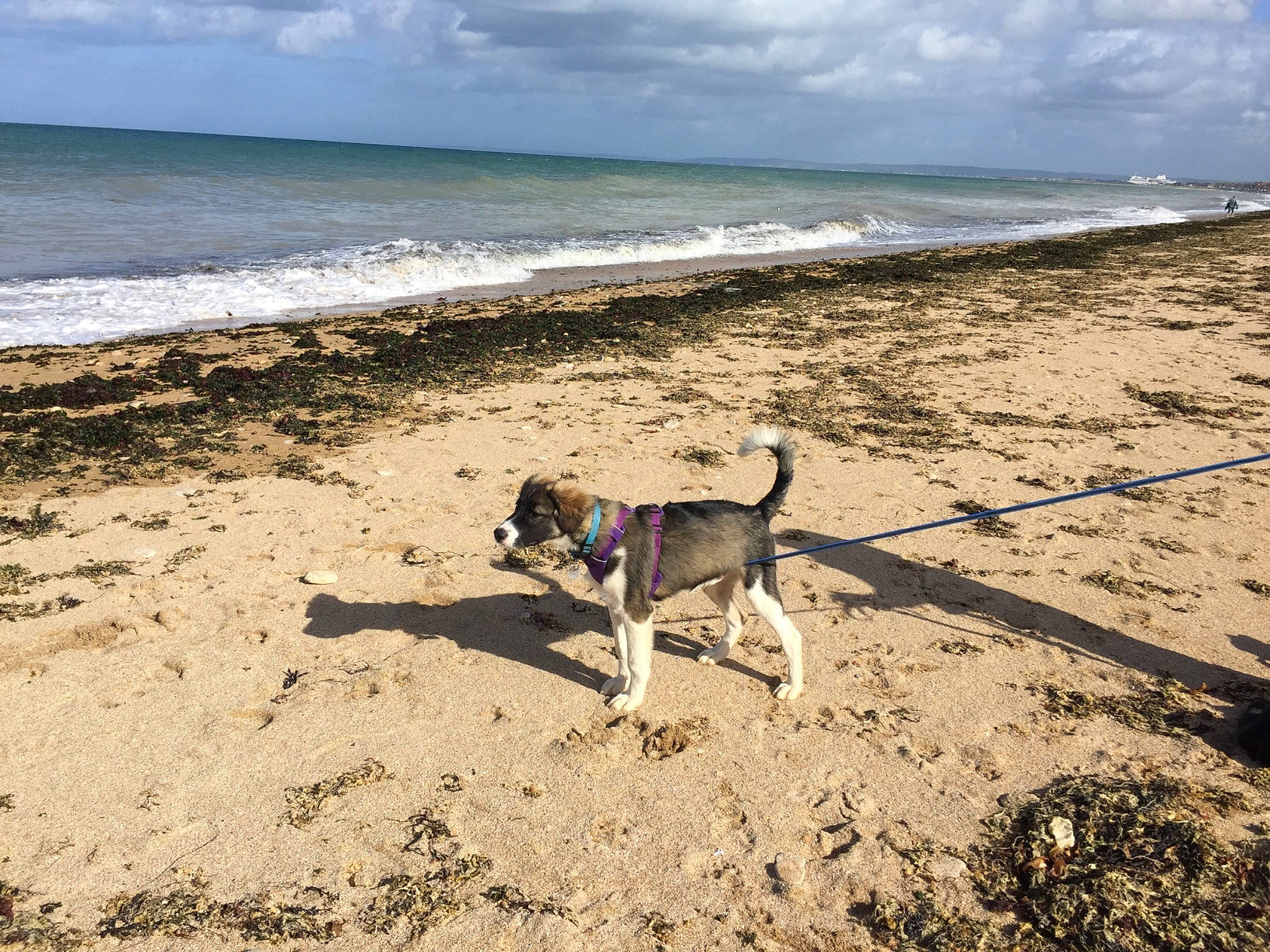 Goose participe au concours pour gagner de l'argent avec cette photo : beach, carnivore, cloud, coastal_and_oceanic_landforms, collar, companion_dog, dog, dog_breed, dog_collar, fawn, horizon, landscape, pet_supply, shore, sky, sporting_group, tail, water, wind_wave, working_animal