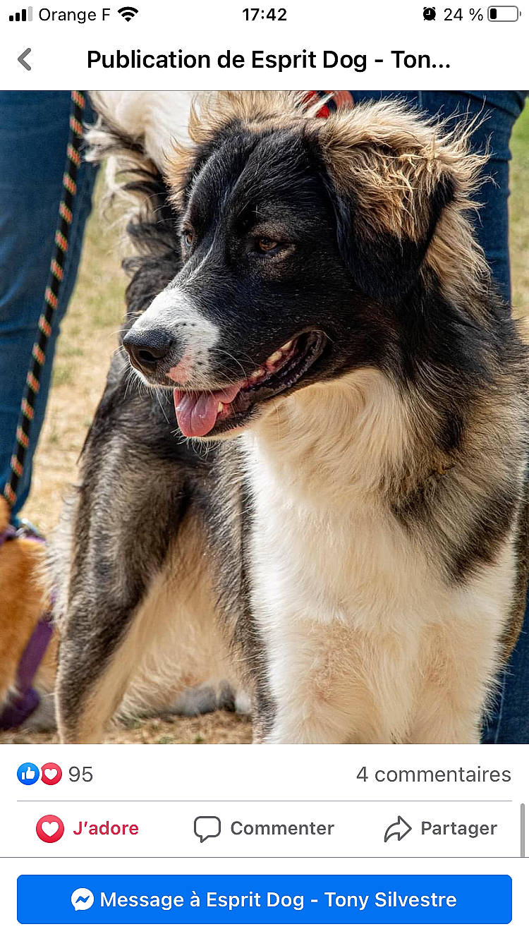 Goose participe au concours pour gagner de l'argent avec cette photo : ancient_dog_breeds, canidae, carnivore, collar, companion_dog, dog, dog_breed, font, fur, herding_dog, paw, photo_caption, rectangle, screenshot, terrestrial_animal, whiskers, working_animal, working_dog