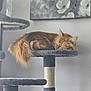 Nala joined the competition — help win amazing prizes! animal, cat, cat_tree, cozy, feline, flower_art, fluffy, fur, gray, home, indoor, orange_cat, painting, pet, platform, quiet, relaxed, resting, sleeping_cat, tail