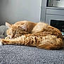 Nala is registered to the contest to win money with this photo: animal, cat, close_up, cozy, curled_up, cute, domestic_animal, feline, fluffy, fur, gray_fabric, home, indoor, orange_cat, pet, quiet, relaxing, resting, sleeping, soft