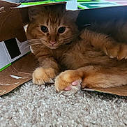 Nala is registered to the contest to win money with this photo: animal, cardboard_box, carpet, cat, closeup, cozy, curious, cute, domestic_cat, feline, fur, indoor, orange_tabby, paws, pet, pink_paw_pads, playful, relaxed, resting, whiskers