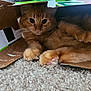 animal, cardboard_box, carpet, cat, closeup, cozy, curious, cute, domestic_cat, feline, fur, indoor, orange_tabby, paws, pet, pink_paw_pads, playful, relaxed, resting, whiskers