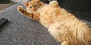 Nala joined the competition — help win amazing prizes! carpet, cat, couch, cozy, cute, domestic_animal, feline, fluffy, furniture, gaming_controller, home, indoor, living_room, orange_cat, paw, pet_bed, relaxed, remote_control, resting, stretching