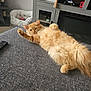 carpet, cat, couch, cozy, cute, domestic_animal, feline, fluffy, furniture, gaming_controller, home, indoor, living_room, orange_cat, paw, pet_bed, relaxed, remote_control, resting, stretching