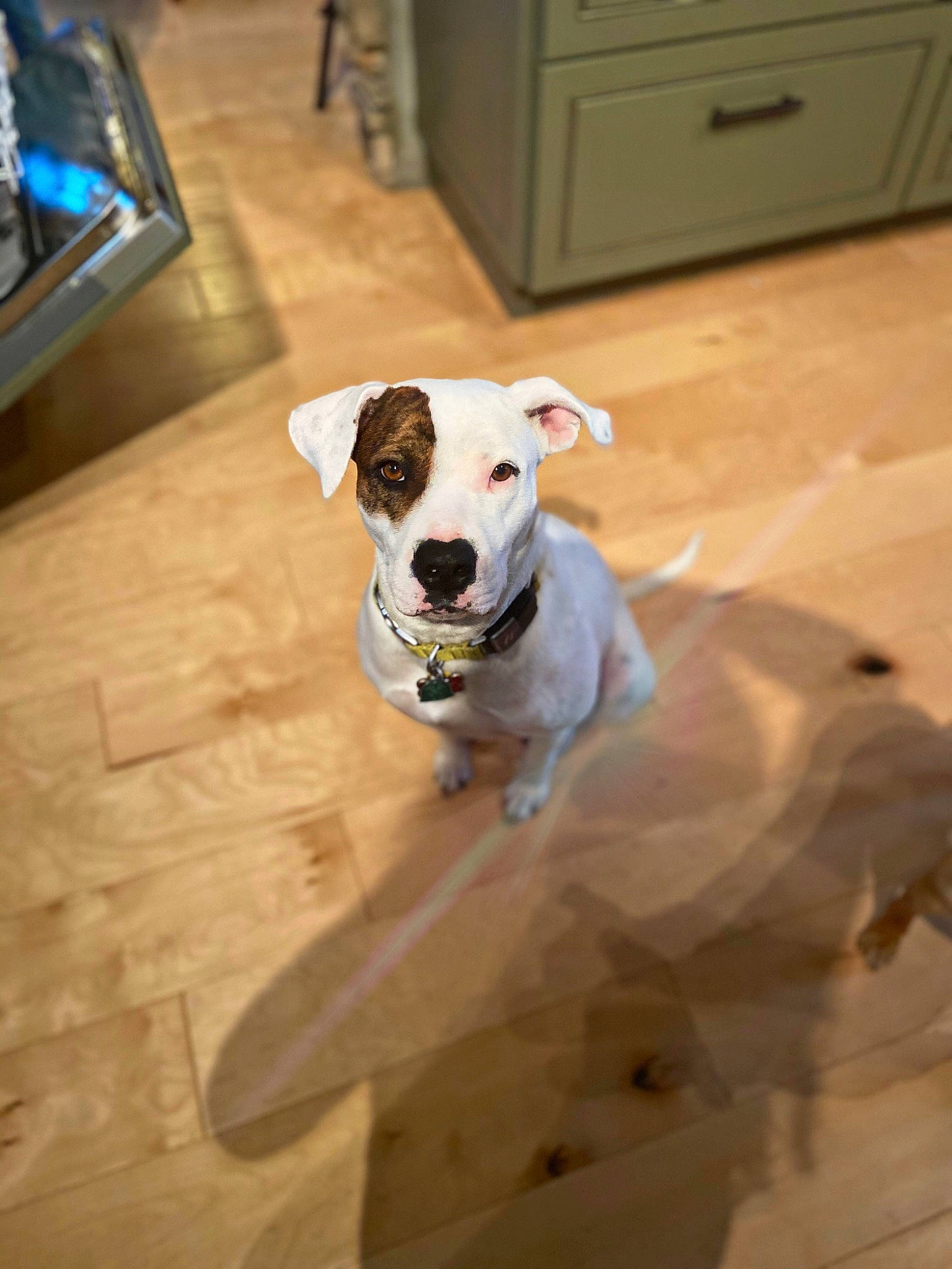 Meena is registered to the contest to win money with this photo: american_bulldog, american_pit_bull_terrier, canidae, carnivore, companion_dog, dog, dog_breed, ear, fawn, floor, flooring, mammal, non_sporting_group, pit_bull, puppy, rare_breed_dog, snout, sporting_group