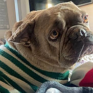 Vinnie joined the competition — help win amazing prizes! animal, blanket, brown, canine, close_up, cozy, cute, dog, furniture, indoor, looking_away, pet, portrait, resting, soft, striped, sweater, television, warm, wrinkled_face