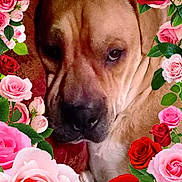 Bowser is registered to the contest to win money with this photo: animal, brown_dog, canine, close_up, cute, dog, domestic_animal, floral, flower_frame, green_leaves, indoor, leafy, nature, pet, pink_roses, portrait, red_roses, relaxed, resting, roses