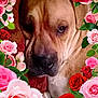 animal, brown_dog, canine, close_up, cute, dog, domestic_animal, floral, flower_frame, green_leaves, indoor, leafy, nature, pet, pink_roses, portrait, red_roses, relaxed, resting, roses