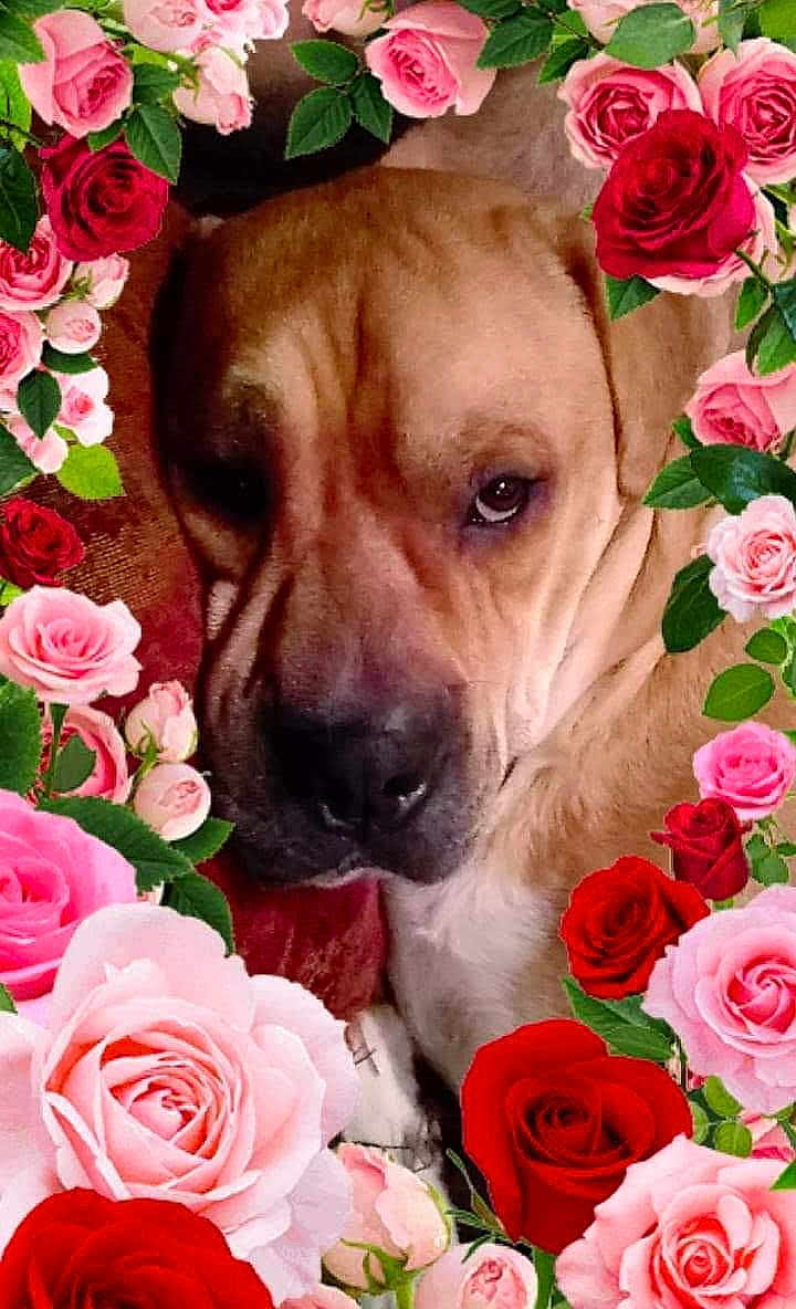Bowser is registered to the contest to win money with this photo: animal, brown_dog, canine, close_up, cute, dog, domestic_animal, floral, flower_frame, green_leaves, indoor, leafy, nature, pet, pink_roses, portrait, red_roses, relaxed, resting, roses