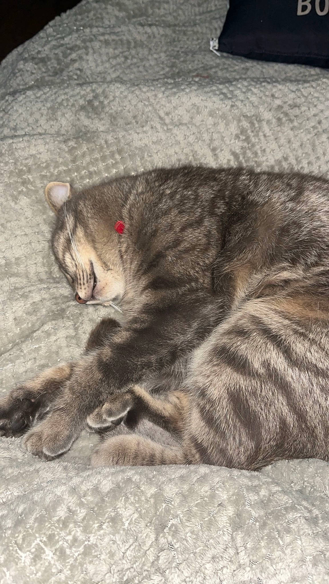 Léo participe au concours pour gagner de l'argent avec cette photo : art, carnivore, cat, claw, comfort, domestic_short_haired_cat, felidae, fur, grey, nap, paw, sleep, small_to_medium_sized_cats, snout, tail, terrestrial_animal, whiskers, wildlife