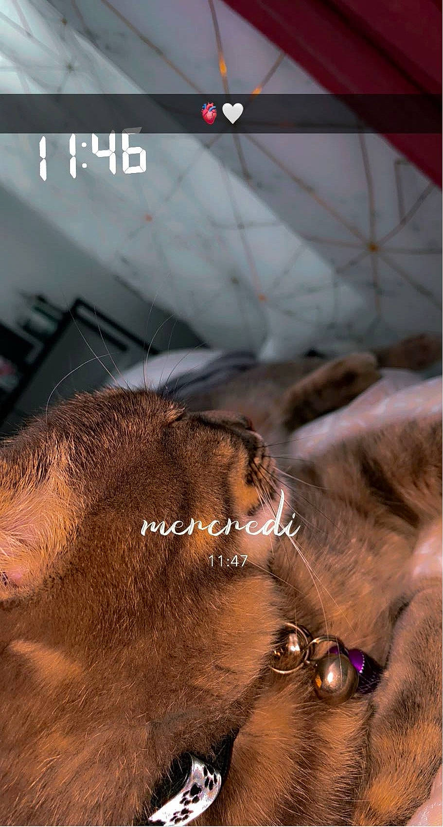 Léo a rejoint le concours — aidez-le/la à gagner de superbes lots ! adaptation, body_jewelry, collar, ear, eyelash, eyewear, fawn, felidae, font, fur, jaw, jewellery, light, liver, organism, snapshot, snout, terrestrial_animal, whiskers, working_animal