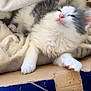 Simba participe au concours pour gagner de l'argent avec cette photo : kitten, cat, sleeping, fluffy, gray, white, blanket, cardboard_box, cozy, pet, paw, cute, resting, indoor, feline, soft, fur, relaxed, animal, comfort