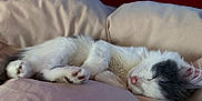 Simba participe au concours pour gagner de l'argent avec cette photo : cat, sleeping, fur, paw, pink_nose, pillows, blanket, cozy, indoor, resting, cute, pet, animal, white, gray, soft, relaxation, closeup, bedroom, comfortable