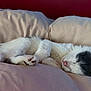 cat, sleeping, fur, paw, pink_nose, pillows, blanket, cozy, indoor, resting, cute, pet, animal, white, gray, soft, relaxation, closeup, bedroom, comfortable