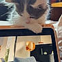 kitten, cat, tablet, screen, indoor, window, furniture, sofa, curious, fluffy, gray, white, paw, closeup, technology, home, cozy, light, relaxation, pet