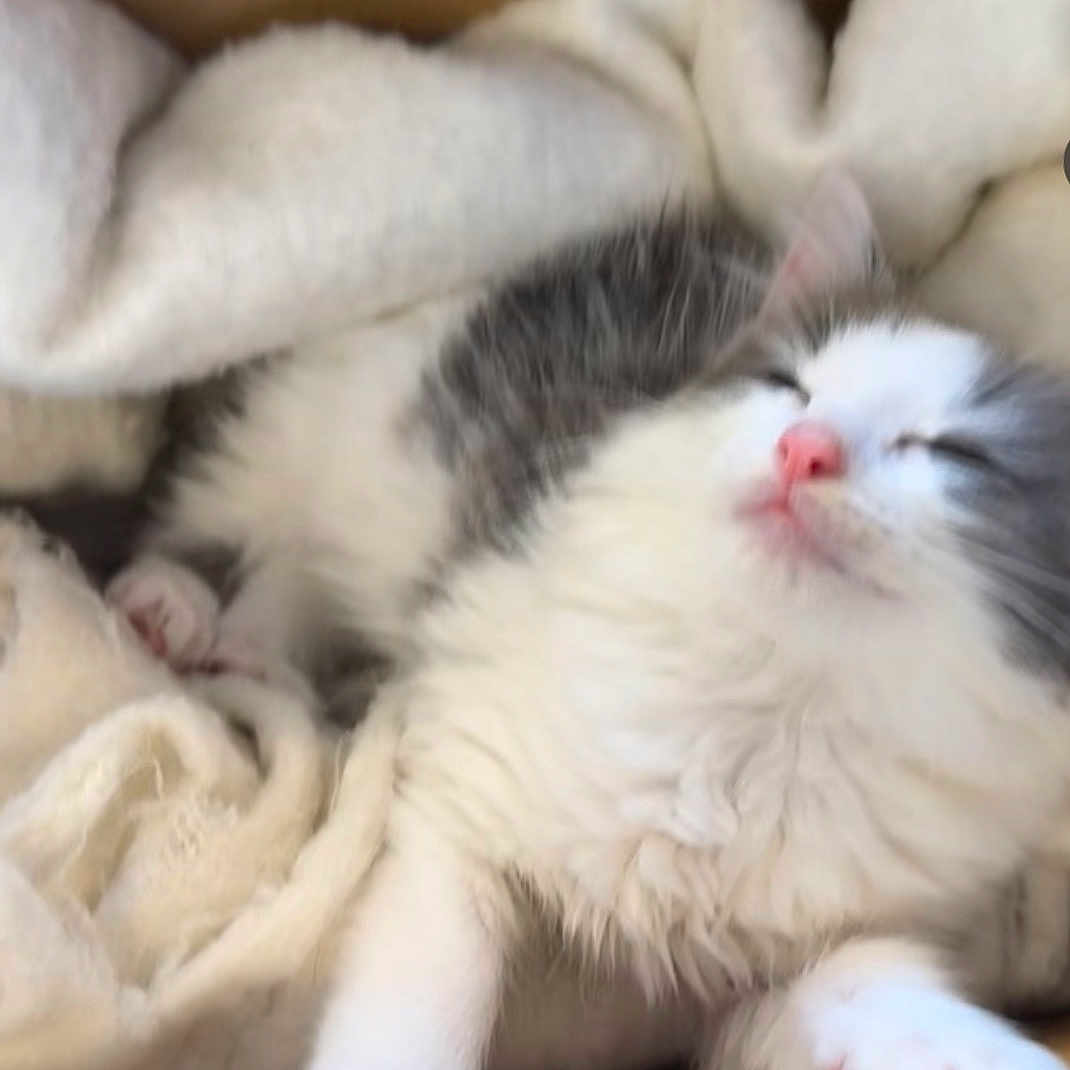 Simba