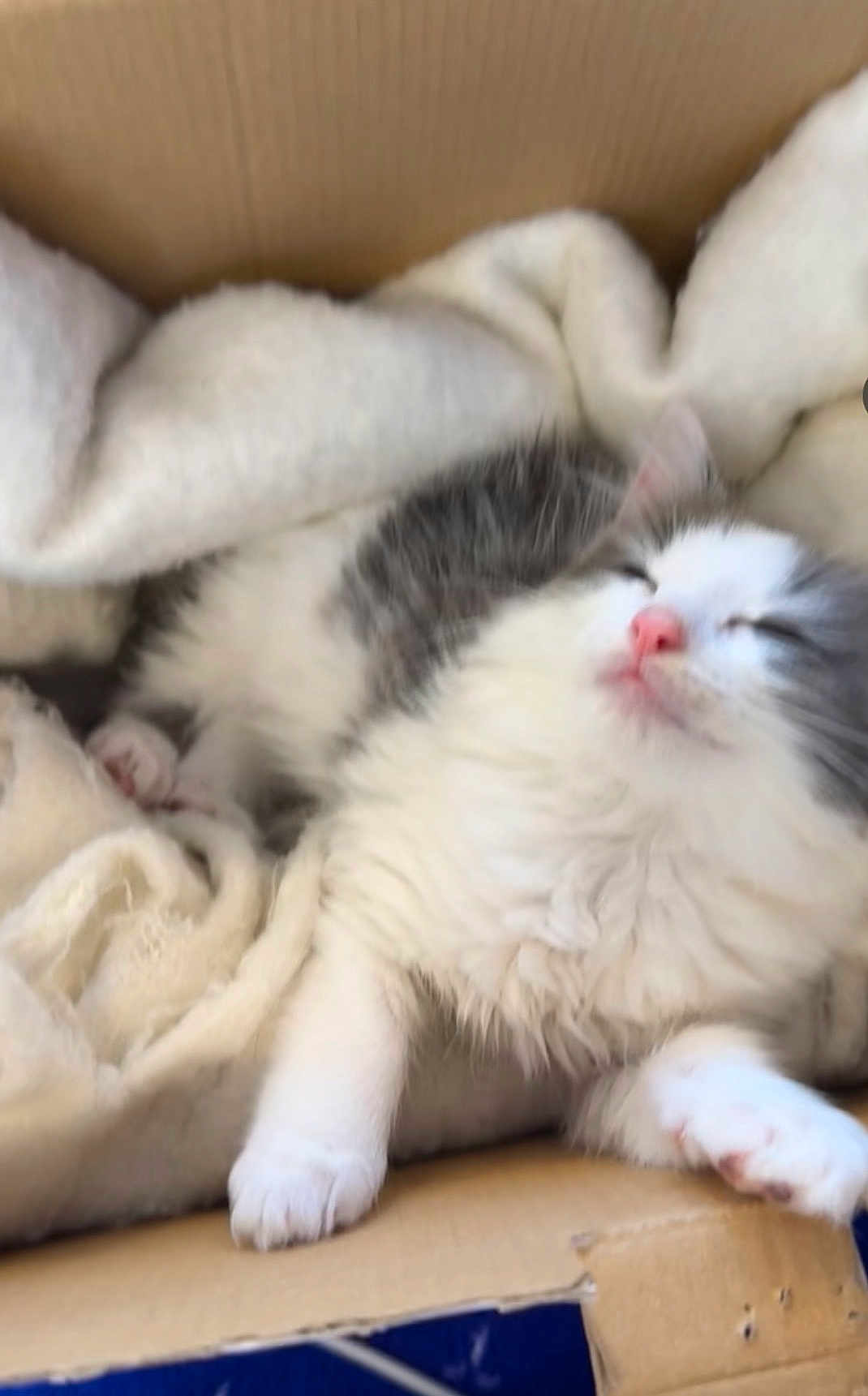 Simba participe au concours pour gagner de l'argent avec cette photo : kitten, cat, sleeping, furry, cozy, blanket, cardboard_box, pet, cute, indoor, animal, white, gray, paw, soft, relaxed, young, fur, resting, domestic_animal