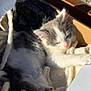 Simba participe au concours pour gagner de l'argent avec cette photo : kitten, cat, sleeping, box, blanket, sunlight, cozy, pet, animal, fur, cute, relaxing, paw, indoor, resting, whiskers, soft, gray, white, napping