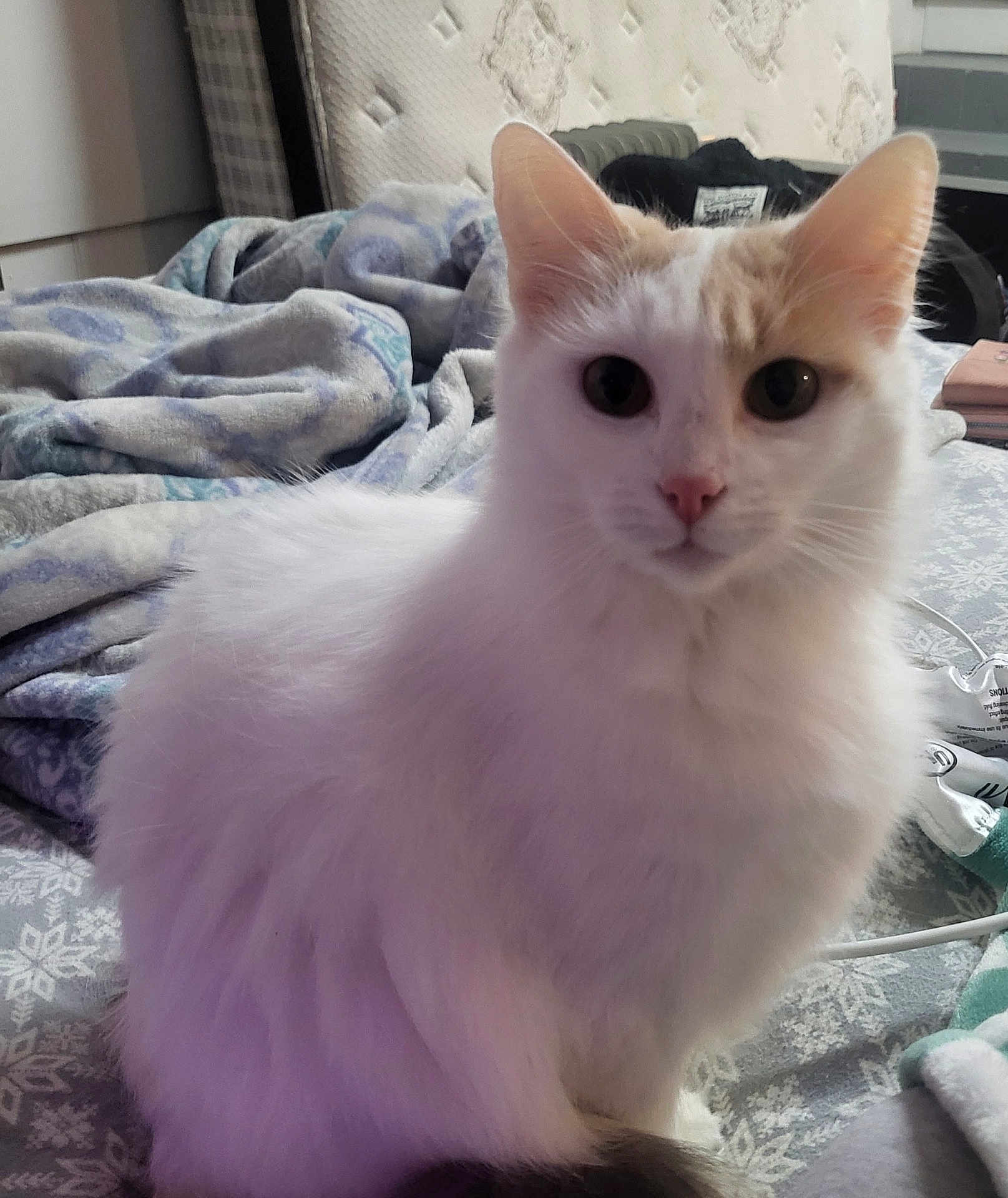 Blanca
