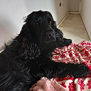 Volt a rejoint le concours — aidez-le/la à gagner de superbes lots ! dog, black_dog, blanket, red_and_white, pink_blanket, indoor, floor, curious, relaxed, fur, pet, cozy, corner, resting, long_hair, domestic_animal, canine, animal, comfort, laying_down