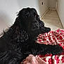 dog, black_dog, blanket, red_and_white, pink_blanket, indoor, floor, curious, relaxed, fur, pet, cozy, corner, resting, long_hair, domestic_animal, canine, animal, comfort, laying_down