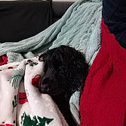 Volt participe au concours pour gagner de l'argent avec cette photo : dog, black_dog, blanket, couch, indoor, cozy, resting, snuggling, fur, pet, comfort, holiday, christmas_pattern, red_blanket, green_blanket, relaxed, sleepy, soft_texture, home, animal