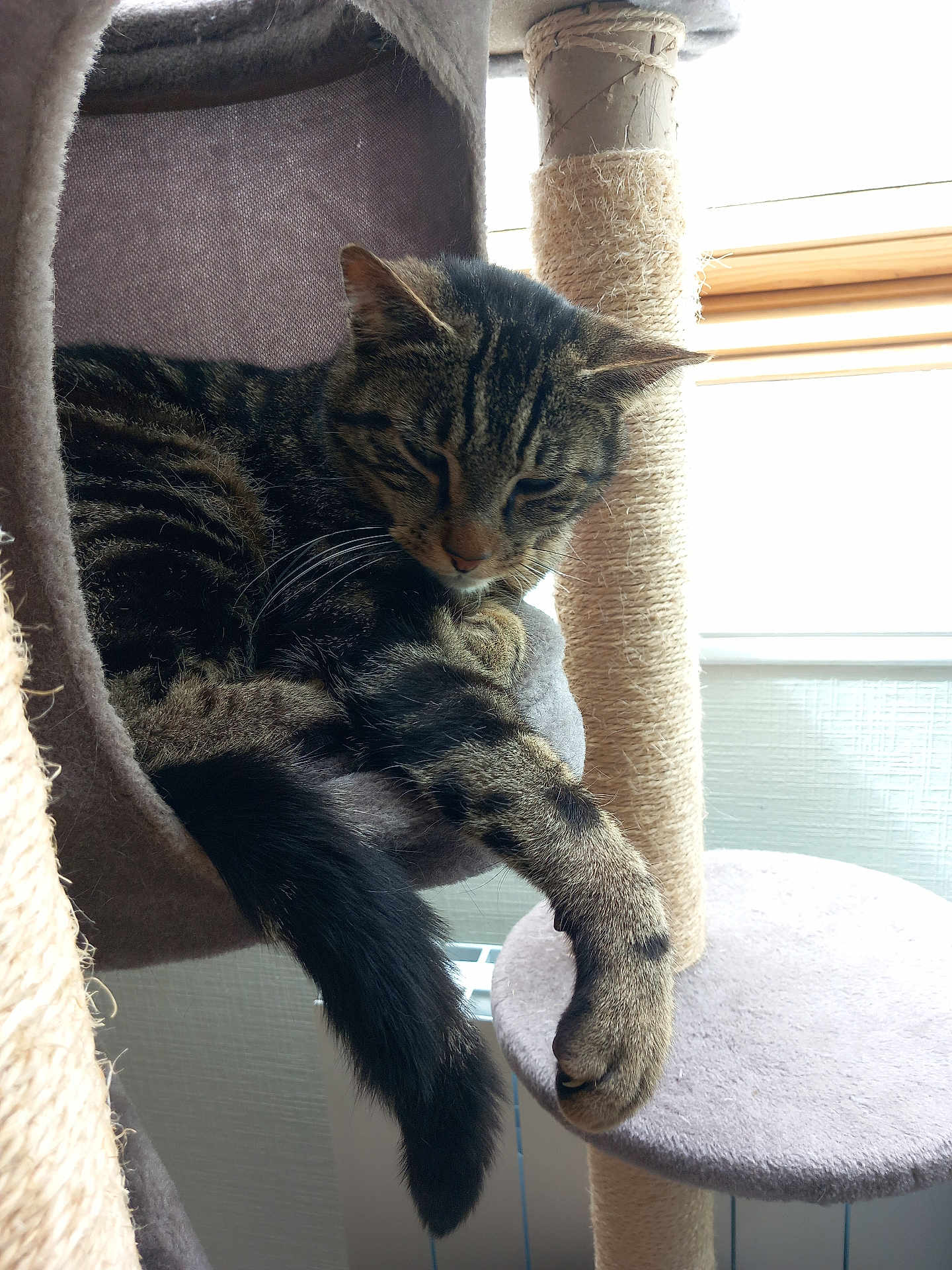 Biscuit participe au concours pour gagner de l'argent avec cette photo : cat, tabby, sleeping, cat_tree, indoor, pet, feline, cozy, resting, fur, whiskers, paw, tail, window, natural_light, hammock, scratching_post, domestic_cat, household, relaxed