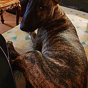 Vaillant a rejoint le concours — aidez-le/la à gagner de superbes lots ! dog, brindle, pet, indoor, blanket, furniture, table, wood, leather, ear, animal, canine, relaxed, looking_back, cozy, pattern, brown, comfort, floor, home