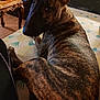 dog, brindle, pet, indoor, blanket, furniture, table, wood, leather, ear, animal, canine, relaxed, looking_back, cozy, pattern, brown, comfort, floor, home