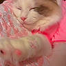 animal, blanket, cat, close_up, cozy, cute, domestic_animal, feline, floral_pattern, fluffy, heart_doodle, indoor, paw, pet, pink, pink_clothing, relaxed, resting, sleeping, soft