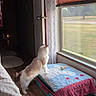 Snowleah Mocha is registered to the contest to win money with this photo: blanket, cat, cozy, curious, domestic_animal, door, feline, floor, home_interior, indoor, looking_out, natural_light, orange_blinds, pet, quiet, quilt, suitcase, sunlight, window, wooden_floor