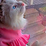 animal_portrait, blue_eyes, cat, close_up, curious, cute_pet, daylight, domestic_cat, feline, fluffy_fur, indoors, looking_up, mesh_screen, pet_clothing, pink_outfit, porch, ruffles, soft_light, white_cat, window