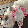 Snowleah Mocha joined the competition — help win amazing prizes! animal, blue_eyes, cat, cute, feline, floral_pattern, fluffy, fur, leash, nature, outdoor, paw, pet, pink_dress, playful, relaxed, summer, sunlight, white_cat, wooden_surface